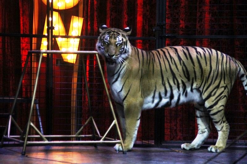 Opening of Dragon Circus
